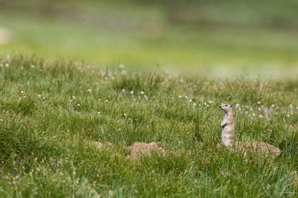 Belding's Ground Squirrel Photo @ Kiwifoto.com