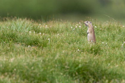 Belding's Ground Squirrel Picture @ Kiwifoto.com