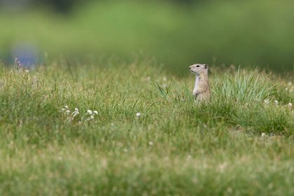 Belding's Ground Squirrel Photo @ Kiwifoto.com