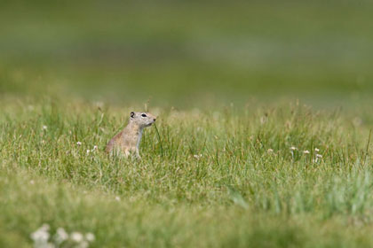 Belding's Ground Squirrel Image @ Kiwifoto.com