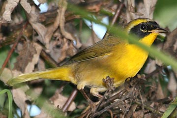 Belding's Yellowthroat Photo @ Kiwifoto.com