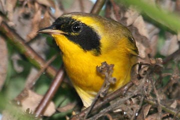 Belding's Yellowthroat Photo @ Kiwifoto.com