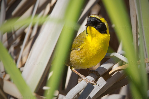 Belding's Yellowthroat Image @ Kiwifoto.com