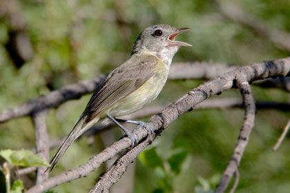 Bell's Vireo Image @ Kiwifoto.com