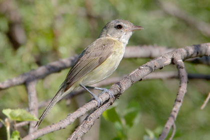 Bell's Vireo Photo @ Kiwifoto.com