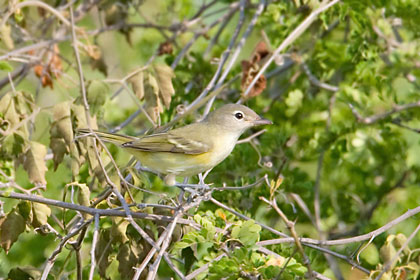 Bell's Vireo (Eastern)