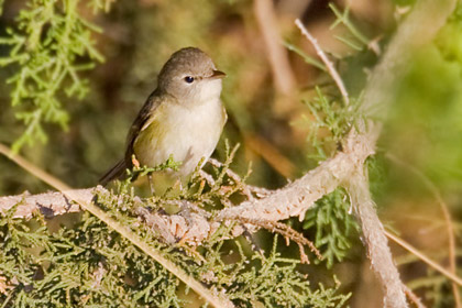 Bell's Vireo Picture @ Kiwifoto.com