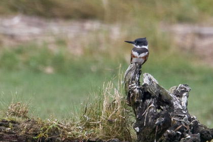 Belted Kingfisher