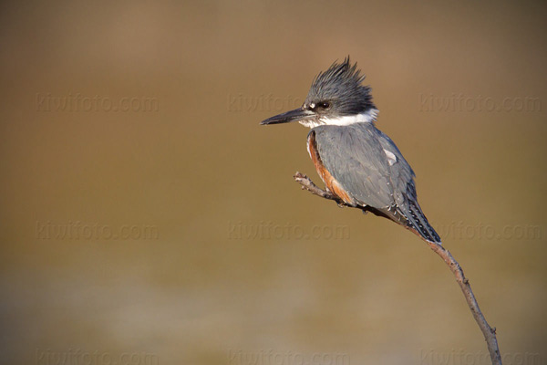 Belted Kingfisher (female)