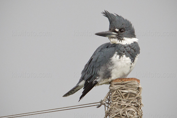 Belted Kingfisher (male)