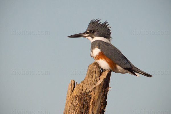 Belted Kingfisher