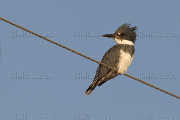 Belted Kingfisher Picture @ Kiwifoto.com