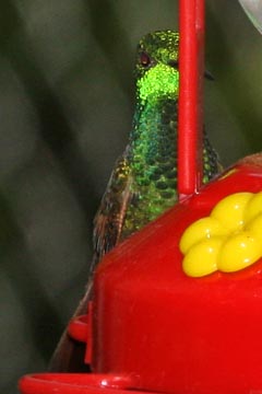 Berylline Hummingbird Photo @ Kiwifoto.com