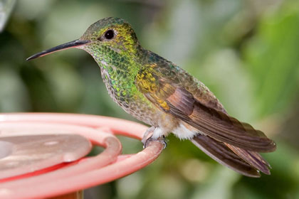 Berylline Hummingbird Image @ Kiwifoto.com