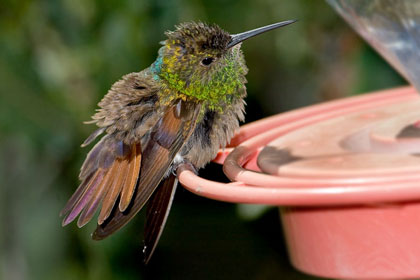 Berylline Hummingbird Picture @ Kiwifoto.com