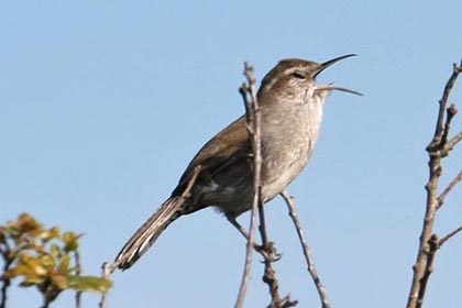 Bewick's Wren Picture @ Kiwifoto.com