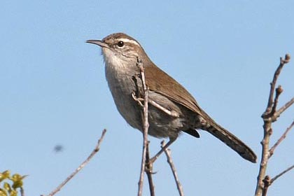 Bewick's Wren Photo @ Kiwifoto.com