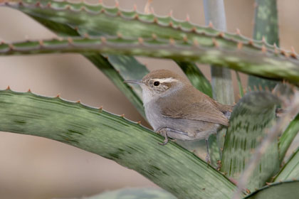 Bewick's Wren Photo @ Kiwifoto.com