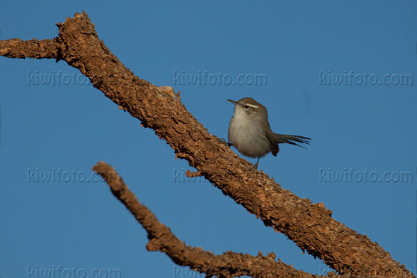 Bewick's Wren Photo @ Kiwifoto.com