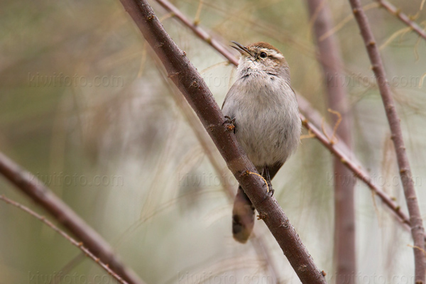 Bewick's Wren Image @ Kiwifoto.com