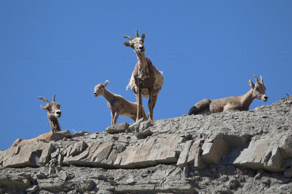 Bighorn Sheep Picture @ Kiwifoto.com