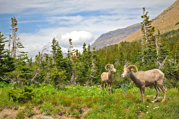 Bighorn Sheep @ Glacier National Park, Montana Bighorn Sheep @ Glacier National Park, Montana