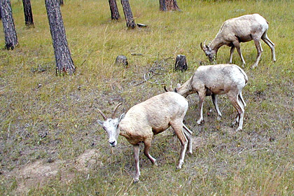 Bighorn Sheep Picture @ Kiwifoto.com