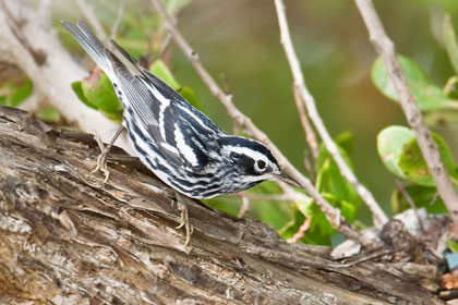 Black-and-white Warbler Image @ Kiwifoto.com