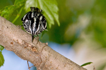 Black-and-white Warbler Picture @ Kiwifoto.com