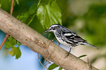 Black-and-white Warbler Image @ Kiwifoto.com