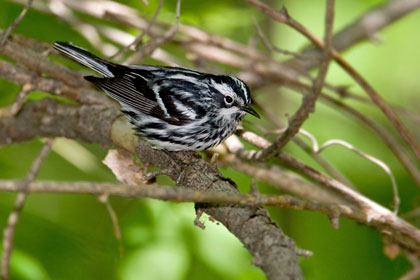 Black-and-white Warbler Image @ Kiwifoto.com