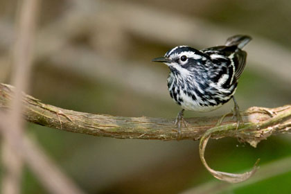 Black-and-white Warbler Picture @ Kiwifoto.com
