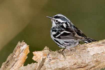 Black-and-white Warbler Picture @ Kiwifoto.com