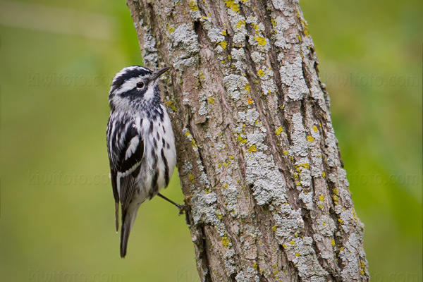 Black-and-white Warbler Image @ Kiwifoto.com