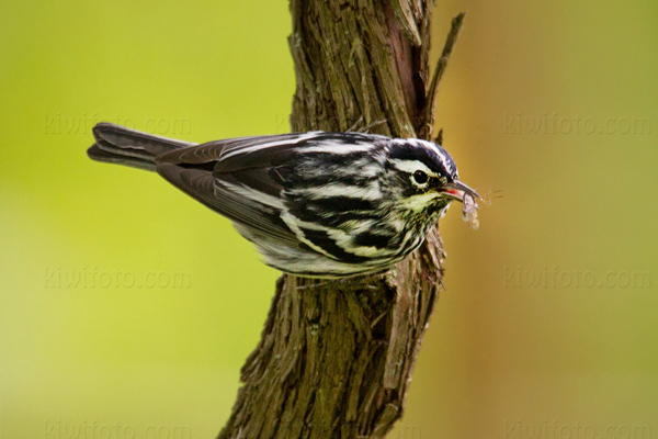 Black-and-white Warbler