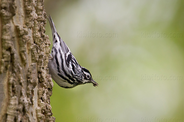 Black-and-white Warbler Photo @ Kiwifoto.com