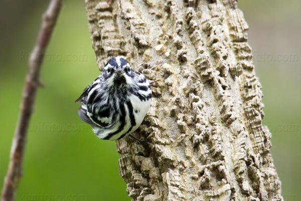 Black-and-white Warbler Image @ Kiwifoto.com