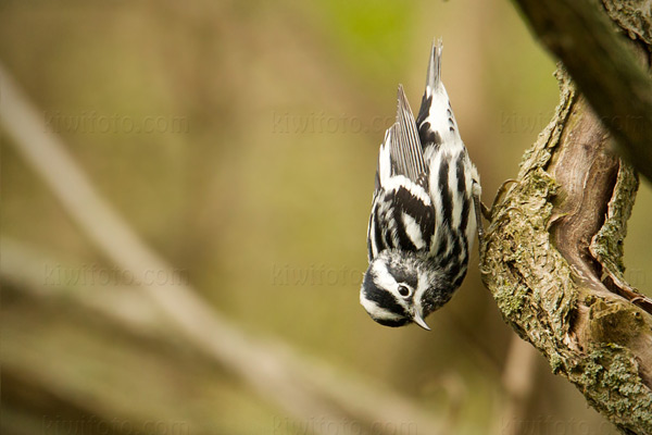 Black-and-white Warbler Picture @ Kiwifoto.com