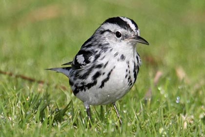 Black-and-white Warbler Image @ Kiwifoto.com