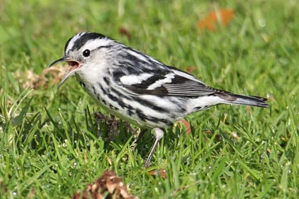 Black-and-white Warbler Picture @ Kiwifoto.com