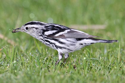 Black-and-white Warbler Picture @ Kiwifoto.com