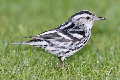 Black-and-white Warbler Photo @ Kiwifoto.com