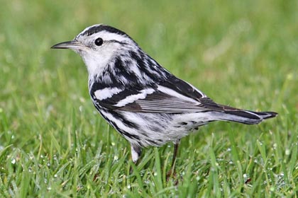 Black-and-white Warbler Picture @ Kiwifoto.com