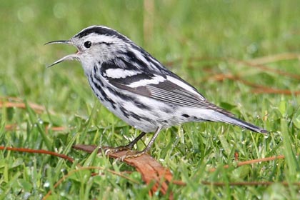Black-and-white Warbler Picture @ Kiwifoto.com