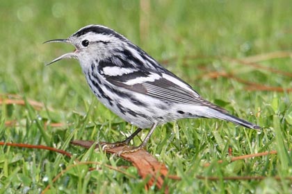 Black-and-white Warbler Photo @ Kiwifoto.com