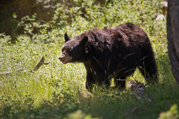 Black Bear Picture @ Kiwifoto.com