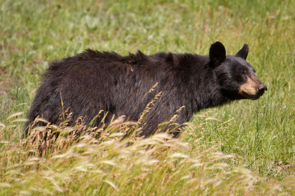 Black Bear Image @ Kiwifoto.com