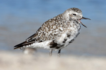 Black-bellied Plover Photo @ Kiwifoto.com