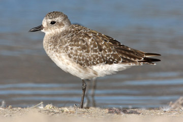 Black-bellied Plover Image @ Kiwifoto.com