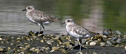 Black-bellied Plover Photo @ Kiwifoto.com